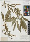 Foto von Salix alba L. x Salix fragilis L.